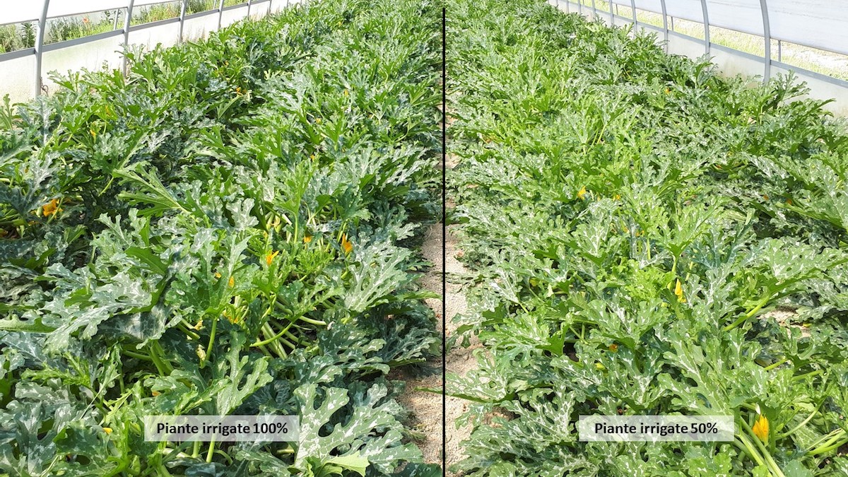 Piante di zucchino coltivate in serra e sottoposte a due regimi di irrigazione: a sinistra è stato mantenuto il regime di irrigazione aziendale, mentre a destra è stato ridotto del 50%
